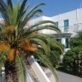 Ostria Hotel and Apartments, Andros Hotels information and reviews