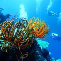 Tranquillity Island Resort & Dive Base, Port Vila Hotels information and reviews