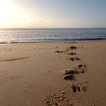 Animal footprints on the beach