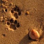 Animal footprints on the beach